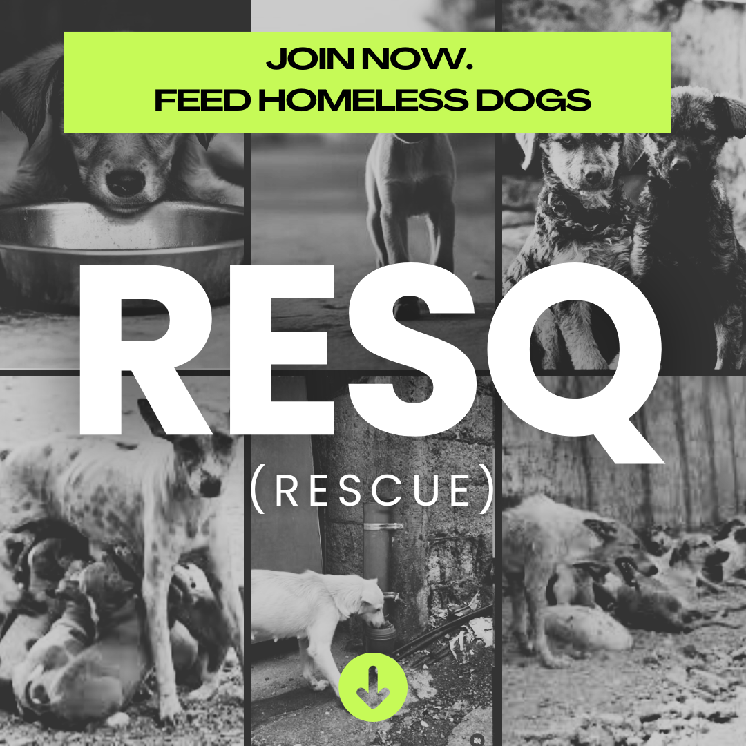 RESQ Dog Beaded Bracelet